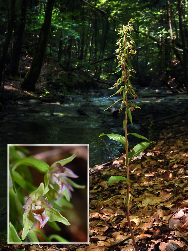 kruštík greuterov Epipactis greuteri H. Baumann et Künkele