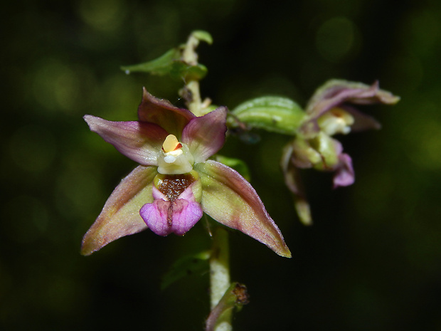 kruštík širokolistý pravý Epipactis helleborine subsp. helleborine (L.) Crantz