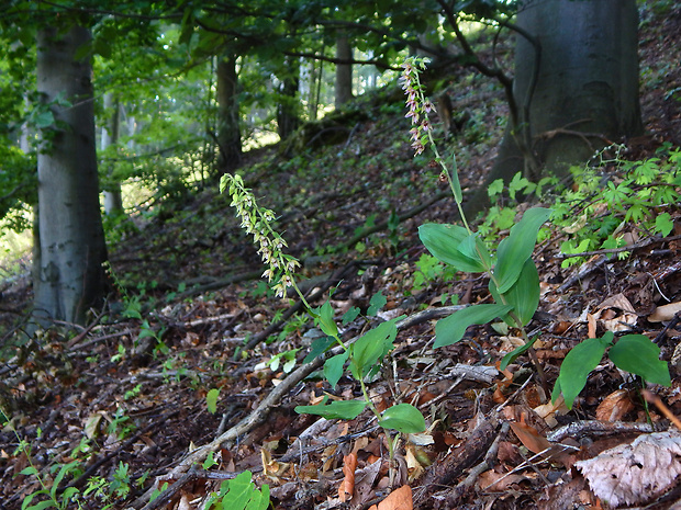 kruštík širokolistý pravý Epipactis helleborine subsp. helleborine (L.) Crantz