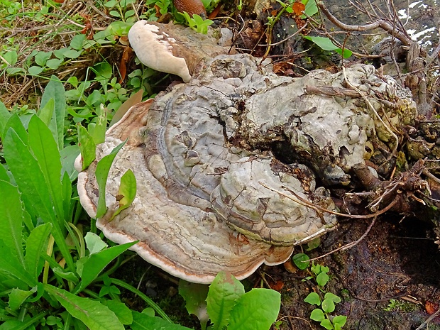 lesklokôrovka tmavá Ganoderma adspersum (Schulzer) Donk