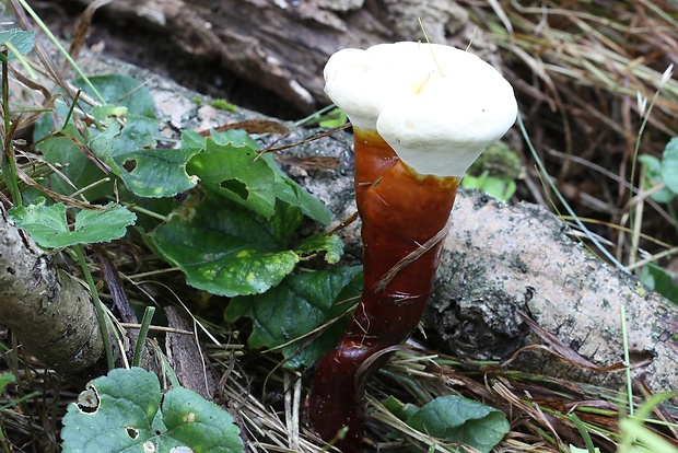 lesklokôrovka obyčajná Ganoderma lucidum (Curtis) P. Karst.