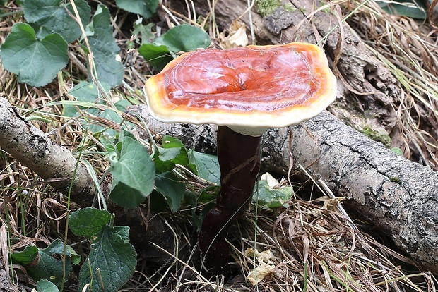 lesklokôrovka obyčajná Ganoderma lucidum (Curtis) P. Karst.