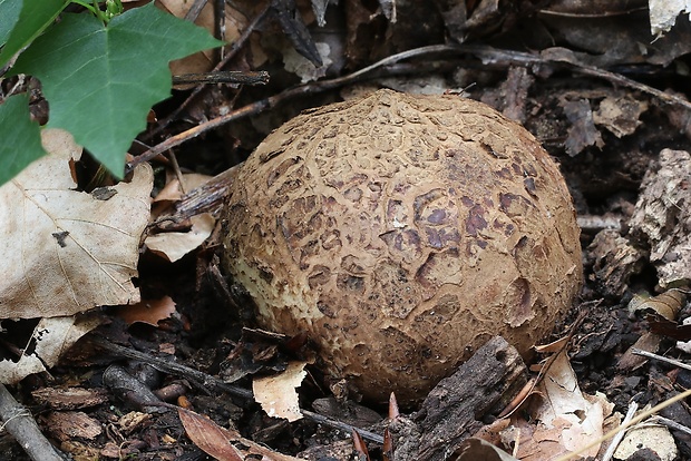 hviezdovka vlasatá Geastrum melanocephalum (Czern.) V.J. Staněk