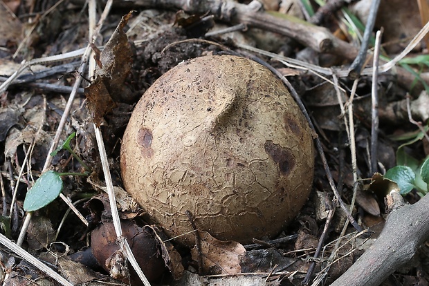 hviezdovka vlasatá Geastrum melanocephalum (Czern.) V.J. Staněk