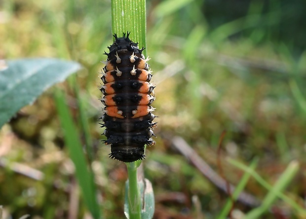 lienka - larva Harmonia axyridis