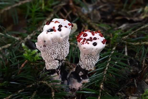 jelenkovka pálčivá Hydnellum peckii Banker