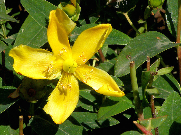 ľubovník kalíškatý Hypericum calycinum