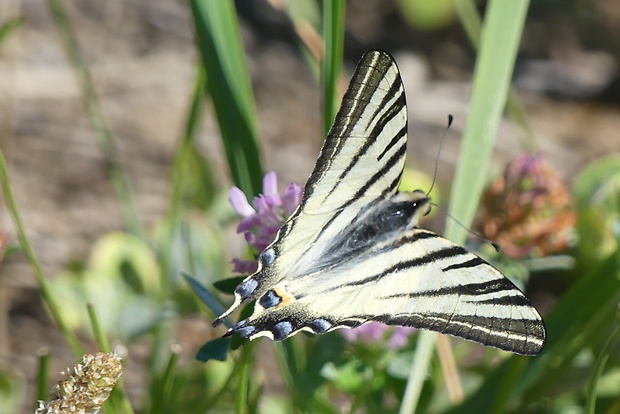 vidlochvost ovocný  Iphiclides podarilius