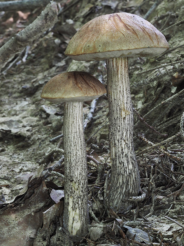 kozák brezový Leccinum scabrum (Bull.) Gray