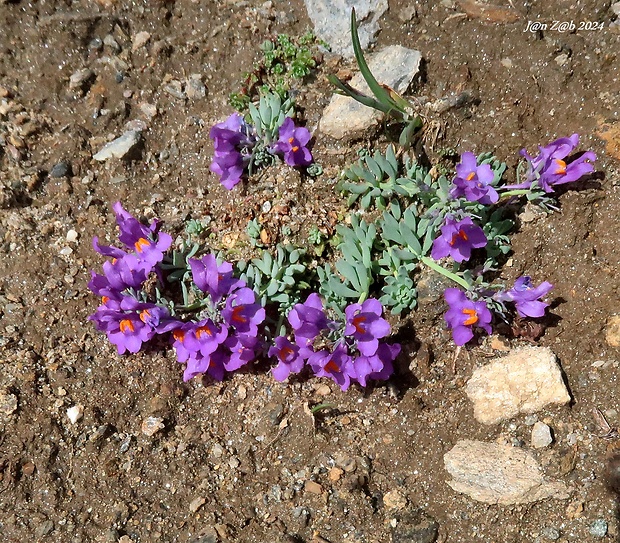 pyštek alpínsky Linaria alpina (L.) Mill.