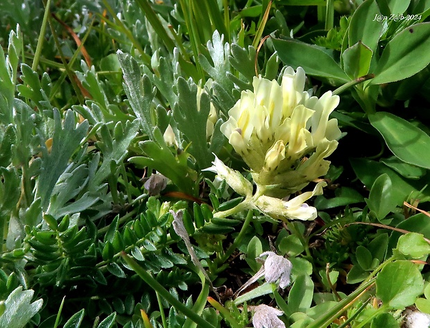 ostropysk poľný Oxytropis campestris (L.) DC.