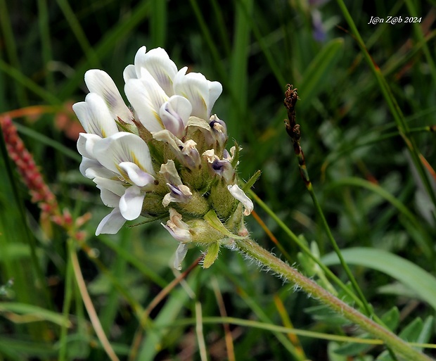 ostropysk poľný Oxytropis campestris (L.) DC.