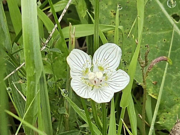 bielokvet močiarny Parnassia palustris L.