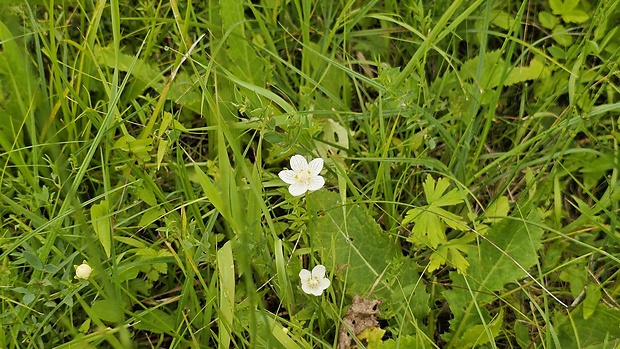 bielokvet močiarny Parnassia palustris L.