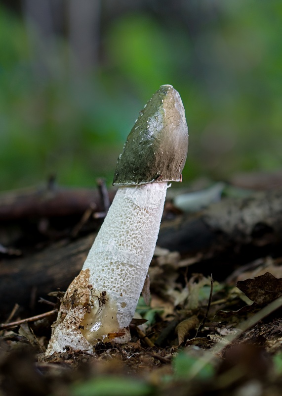 hadovka smradľavá Phallus impudicus L.