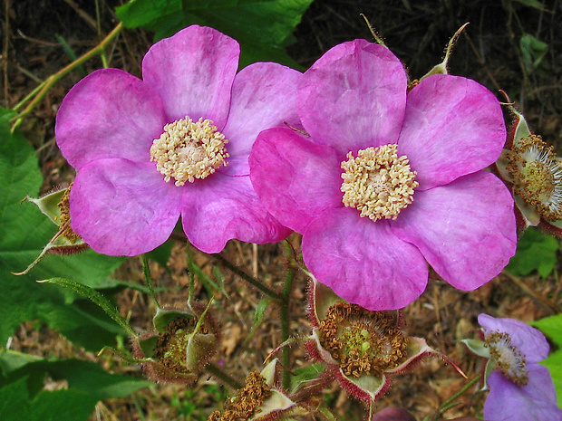 ostružina voňavá Rubus odoratus L.