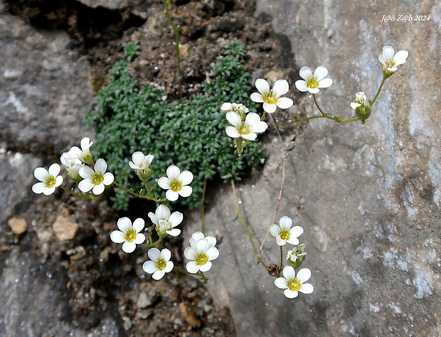 lomikameň sivý Saxifraga caesia L.