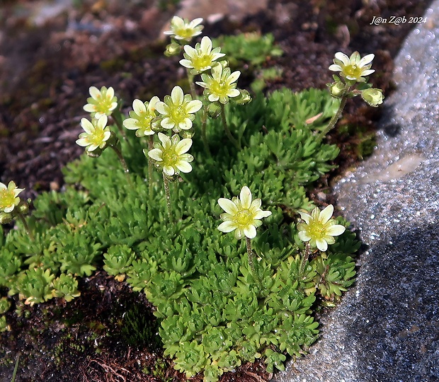 lomikameň pižmový Saxifraga moschata Wulfen