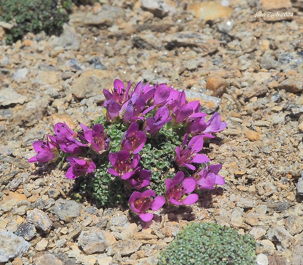 lomikameň protistojnolistý Saxifraga oppositifolia L.