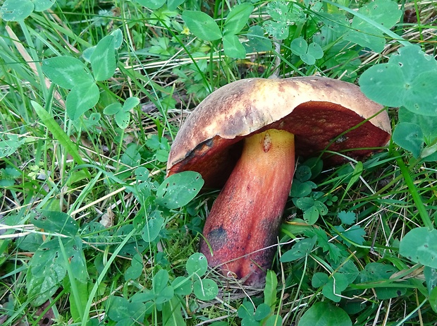 hríb zrnitohlúbikový Sutorius luridiformis (Rostk.) G. Wu & Zhu L. Yang