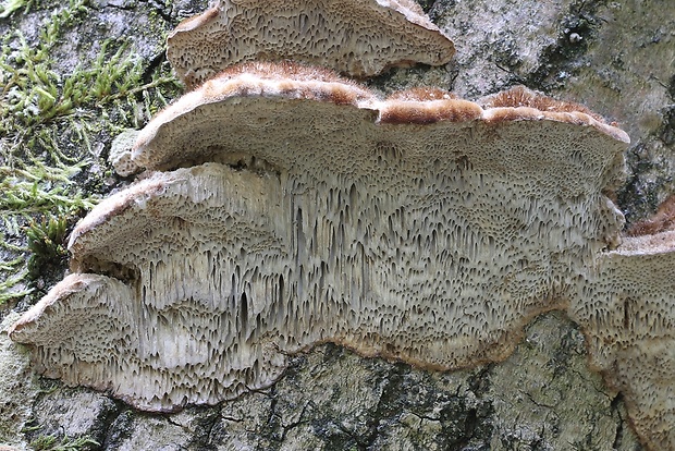 trúdnikovec srstnatý Trametes trogii Berk.