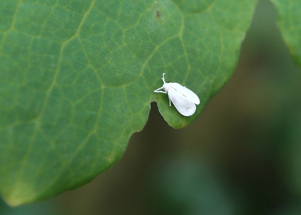 molica skleníková Trialeurodes vaporariorum