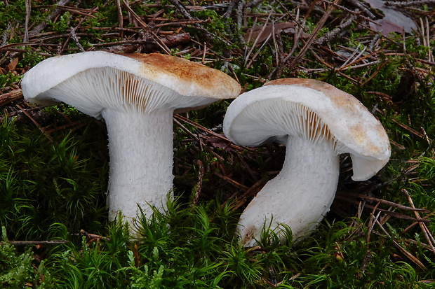 čírovka Tricholoma apium Jul. Schäff.