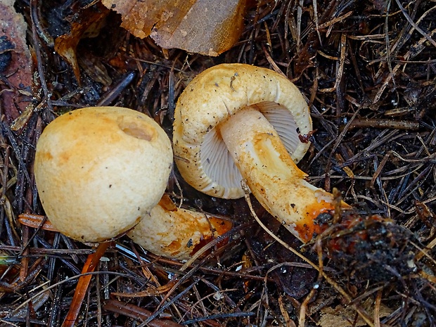 čírovka smrekovcová Tricholoma psammopus (Kalchbr.) Quél.