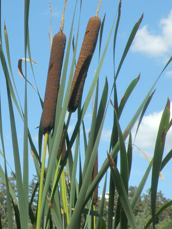 pálka širokolistá Typha latifolia L.