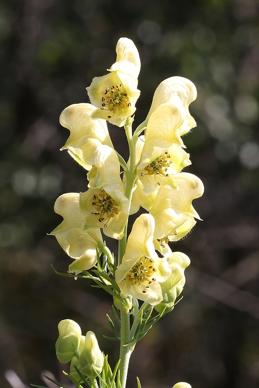 prilbica jedhojová Aconitum anthora L.