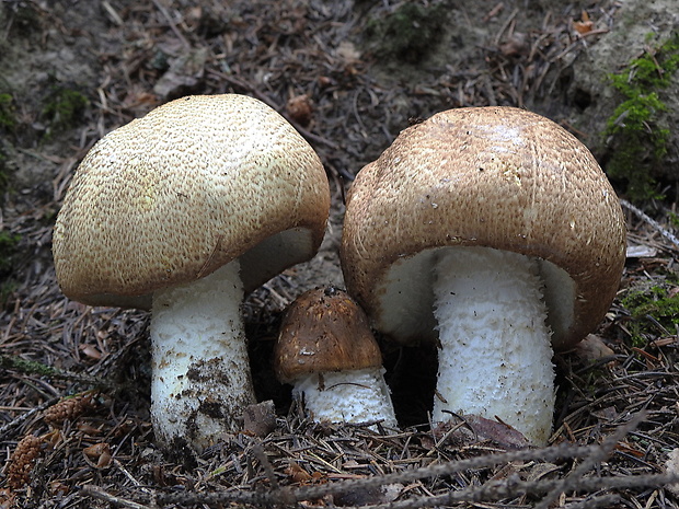 pečiarka obrovská Agaricus augustus Fr.