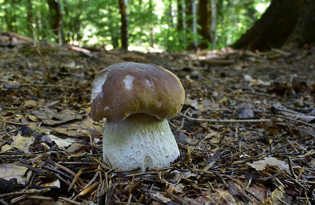 hríb smrekový Boletus edulis Bull.