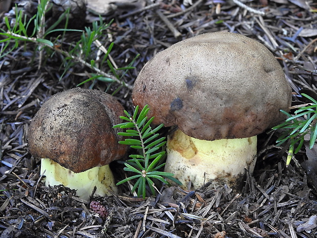 hríb príveskatý Butyriboletus appendiculatus (Schaeff. ex Fr.) Secr.