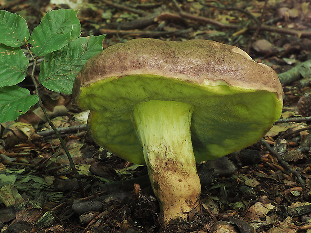 hríb príveskatý Butyriboletus appendiculatus (Schaeff. ex Fr.) Secr.