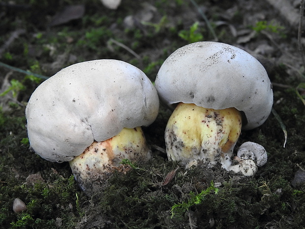 hríb horký Caloboletus radicans (Pers.) Vizzini