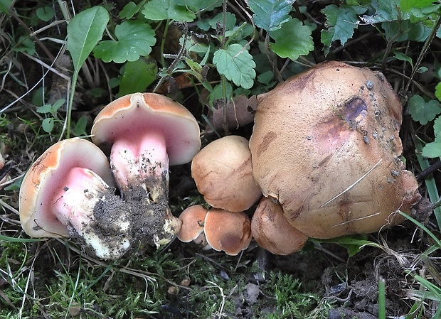 rubínovec obyčajný Chalciporus rubinus (W.G. Sm.) Singer