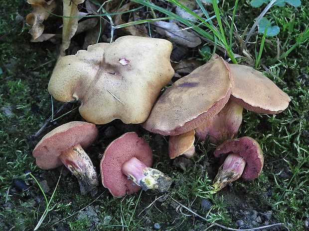 rubínovec obyčajný Chalciporus rubinus (W.G. Sm.) Singer