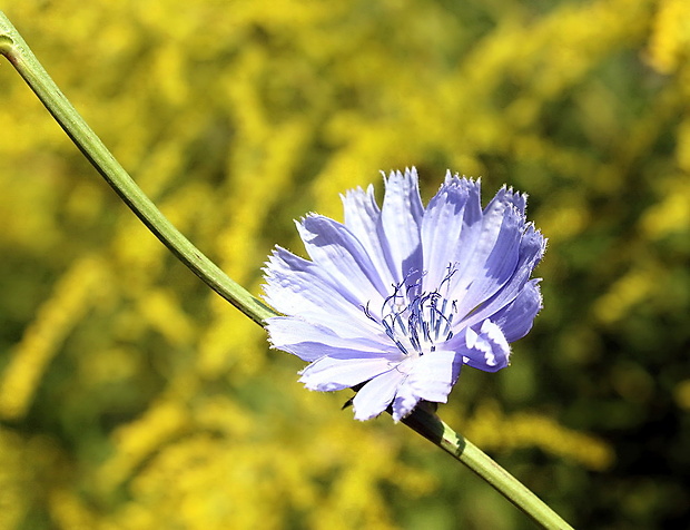 čakanka obyčajná Cichorium intybus L.