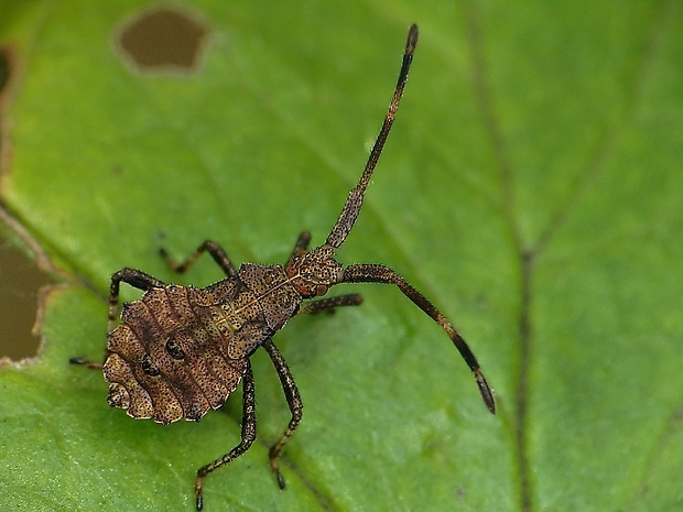 obrubnica štiavová Coreus marginatus