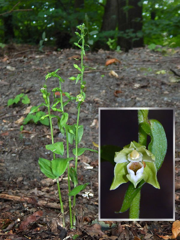 kruštík neskorý Epipactis albensis Nováková & Rydlo