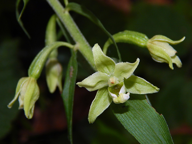 kruštík greuterov Epipactis greuteri H. Baumann et Künkele