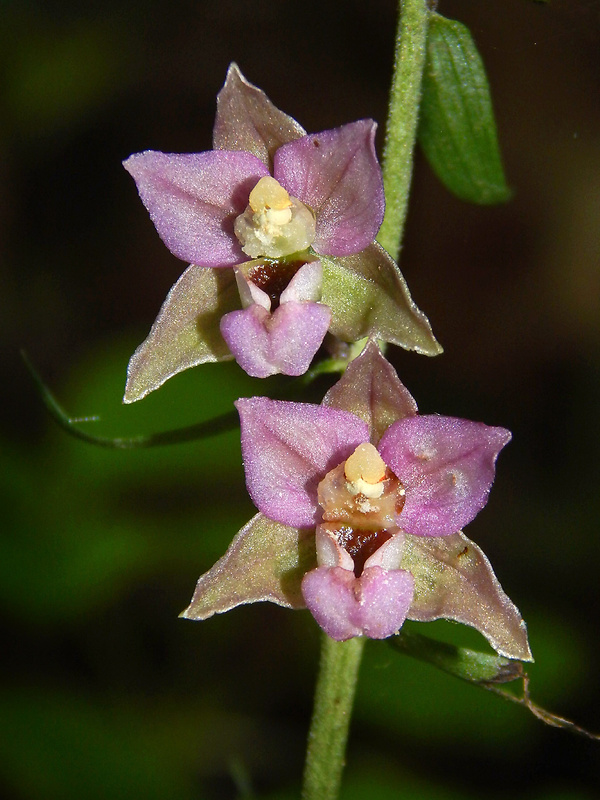 kruštík širokolistý pravý Epipactis helleborine subsp. helleborine (L.) Crantz