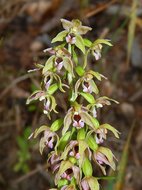 kruštík širokolistý pravý Epipactis helleborine subsp. helleborine (L.) Crantz