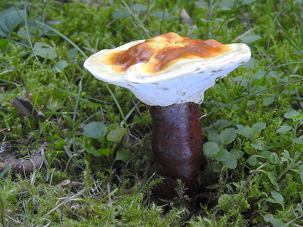 lesklokôrovka obyčajná Ganoderma lucidum (Curtis) P. Karst.