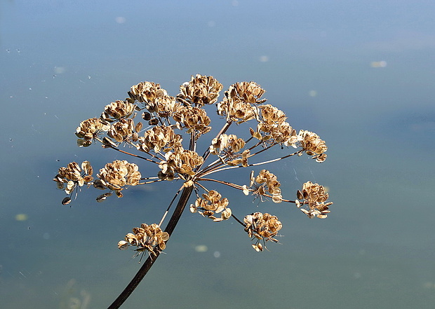 boľševník borščový zelenokvetý Heracleum sphondylium subsp. chloranthum (Borbás) H. Neumayer