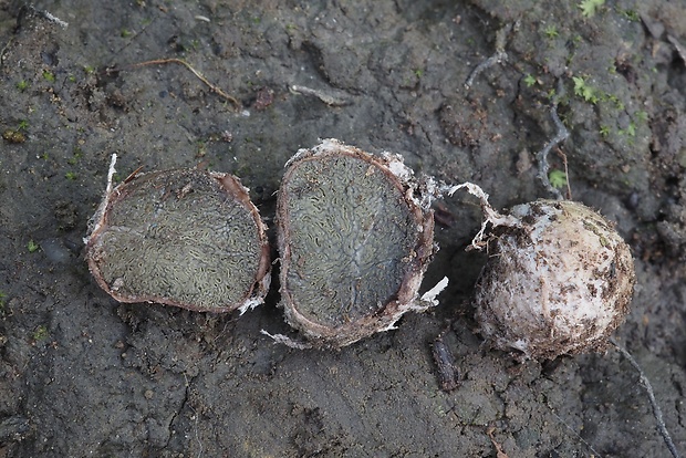 lúpavka Hysterangium sp.