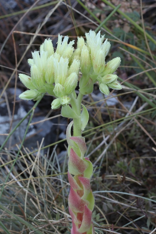 skalničník guľkovitý Jovibarba globifera (L.) J. Parn.