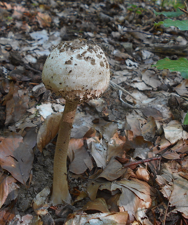 bedľa vysoká Macrolepiota procera (Scop.) Singer