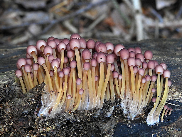 prilbička žltohlúbiková Mycena renati Quél.