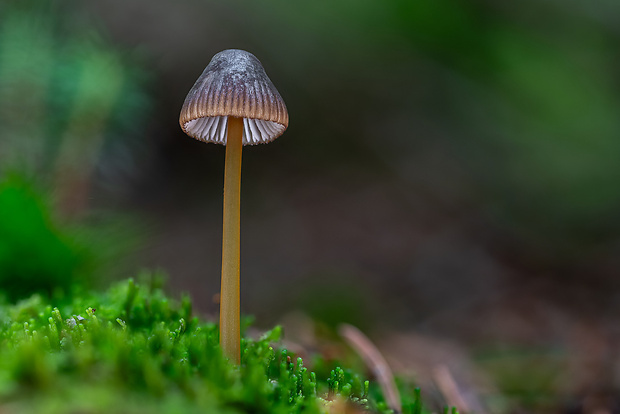 prilbička Mycena sp.